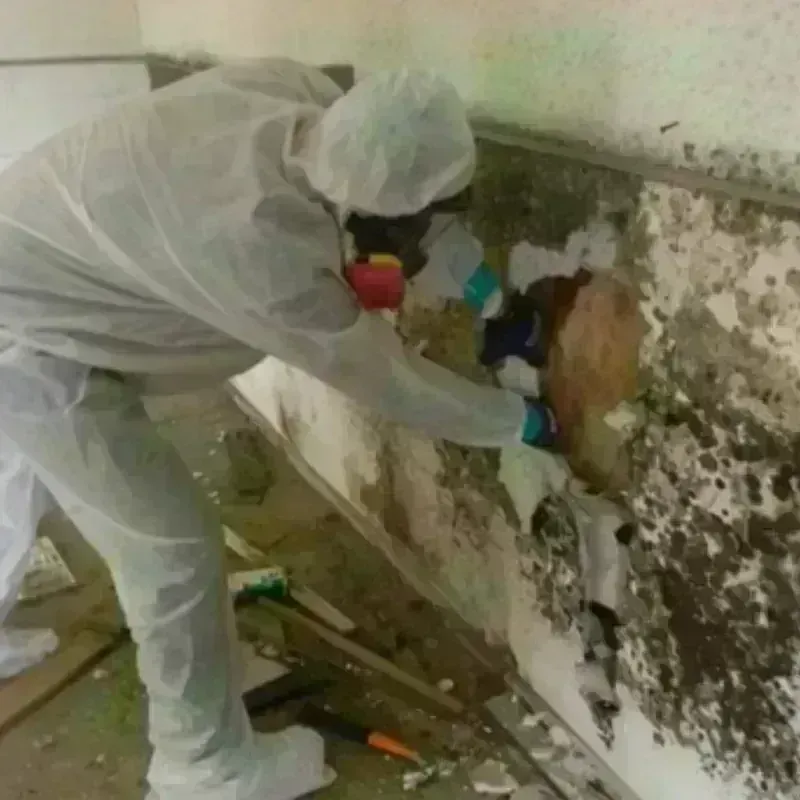 Mold Remediation and Removal in Milton, WV